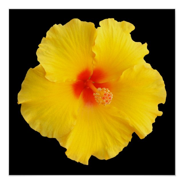 Póster Foto de flor amarilla Hibiscus (Anverso)