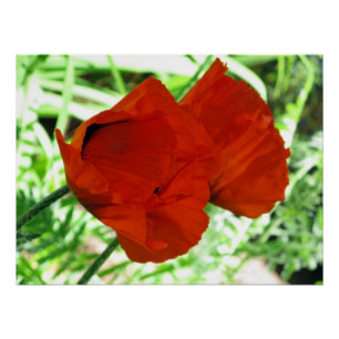 Póster Foto de flor de dos lapachos orientales