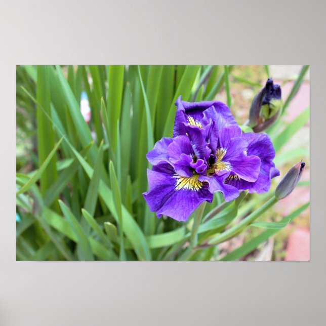 Póster Foto de Flor de Iris (Frente)