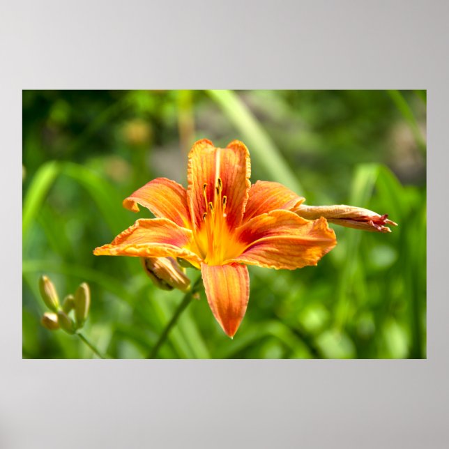 Póster Foto de flor de lirio grande linda (Frente)