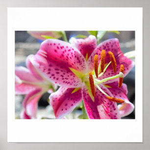 Póster Foto de Flor de Lirio Rosa