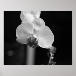 Póster Foto de flor de orquídea negra y blanca
