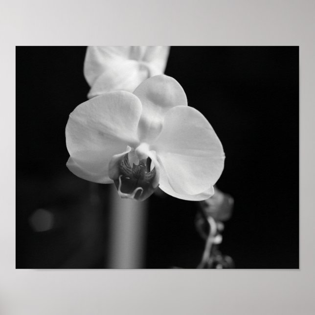 Póster Foto de flor de orquídea negra y blanca (Frente)