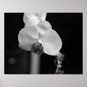 Póster Foto de flor de orquídeas blancas y negras