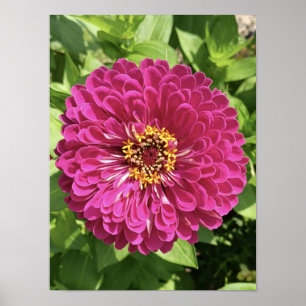 Póster Foto de flor de zinia vívida