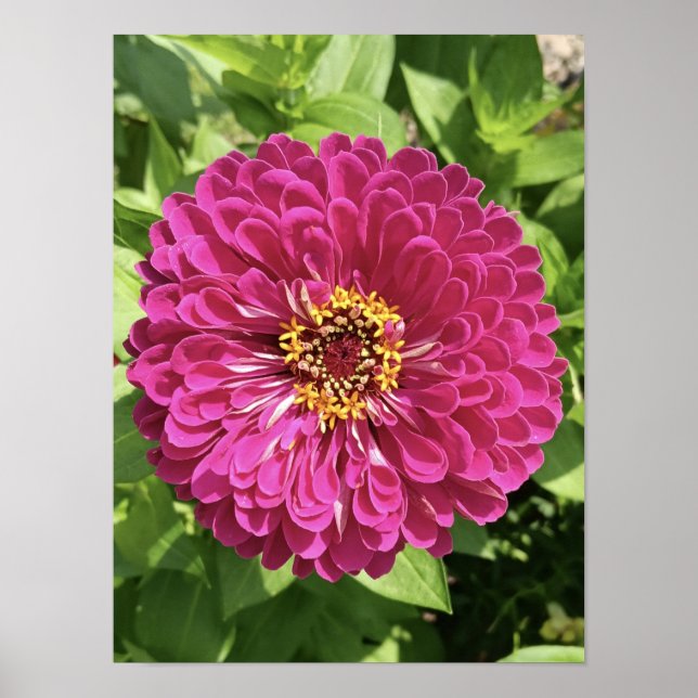 Póster Foto de flor de zinia vívida (Frente)