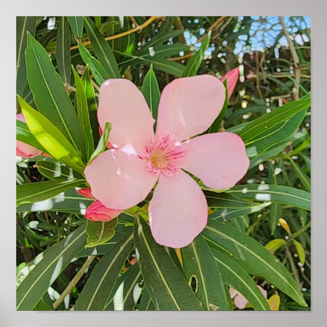 Póster Foto de Flor Desert Willow (Frente)