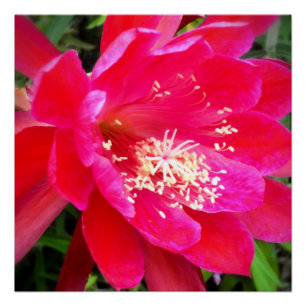 Póster Foto de Flor Rosa Tropical