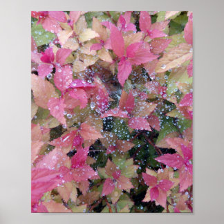 Póster Foto de flores