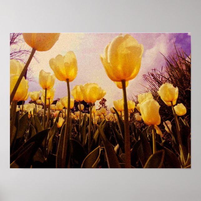Póster Foto de flores amarillas (Frente)