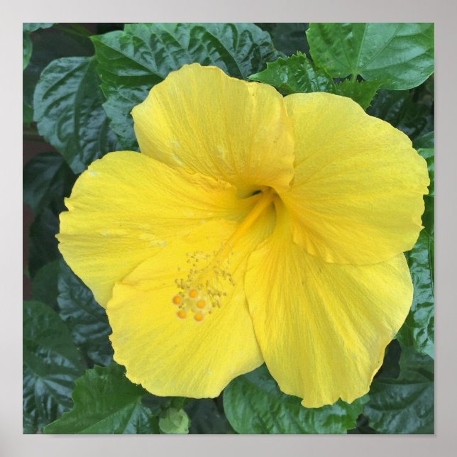 Póster Foto de flores amarillas (Frente)