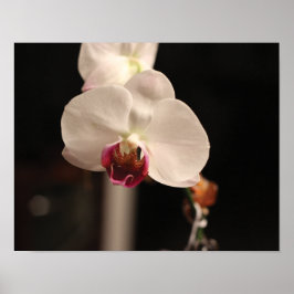 Póster Foto de flores de orquídeas blancas y rosas