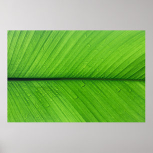 Póster Foto de foco superficial de hoja verde