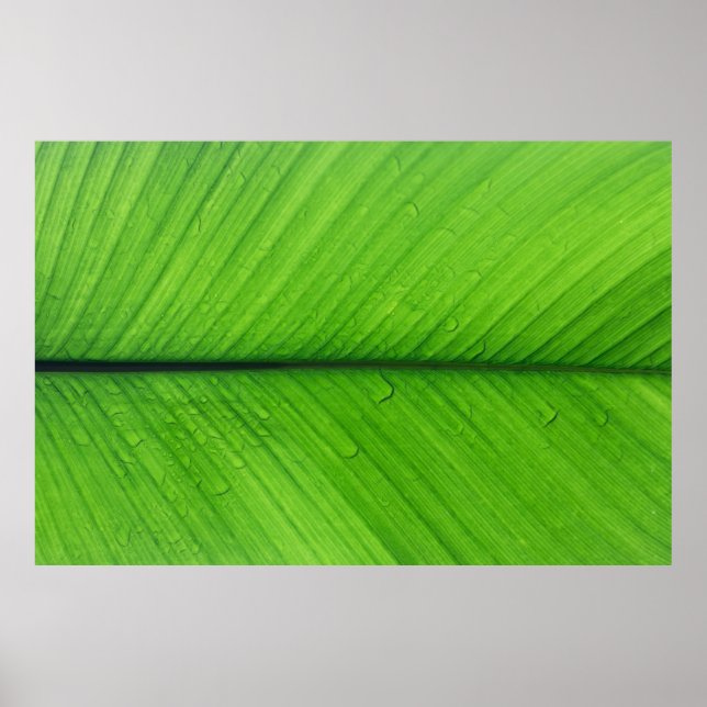 Póster Foto de foco superficial de hoja verde (Frente)