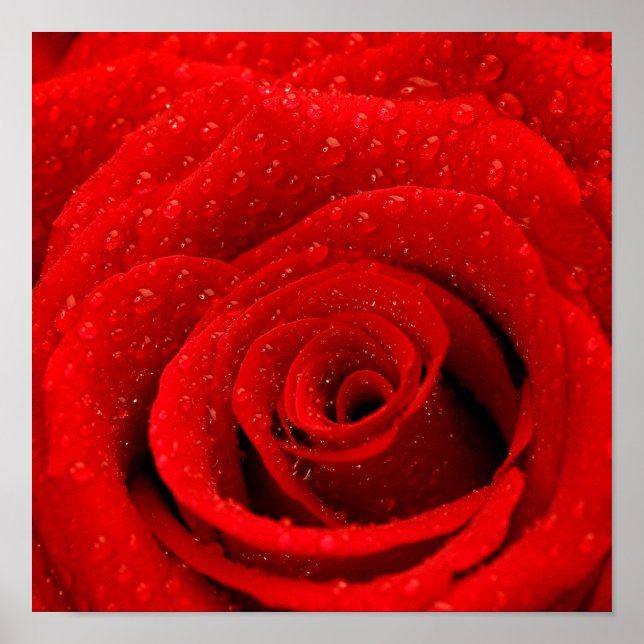 Póster Foto de fondo de la Rosa Roja (Frente)