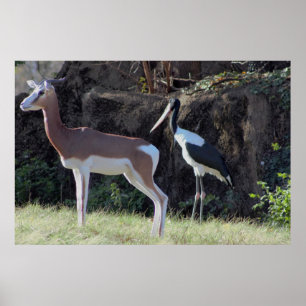 Póster Foto de gacela y cigüeña
