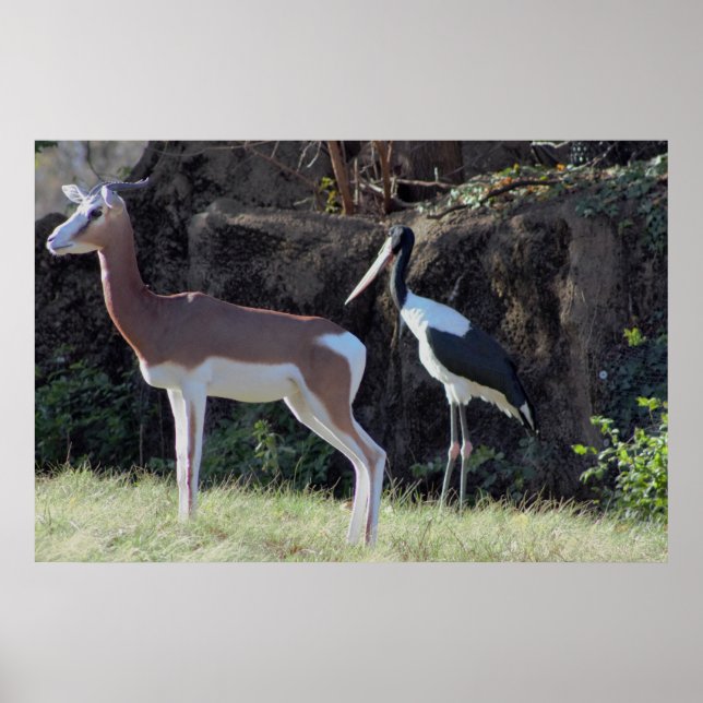 Póster Foto de gacela y cigüeña (Frente)