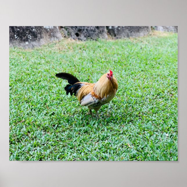 Póster foto de gallina hawaiana (Frente)