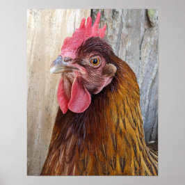 Póster Foto de gallina roja
