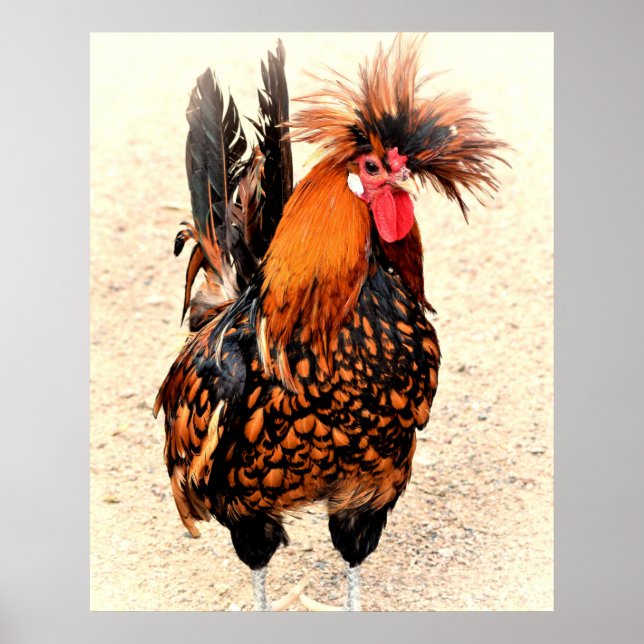Póster Foto de gallo 136 (Frente)