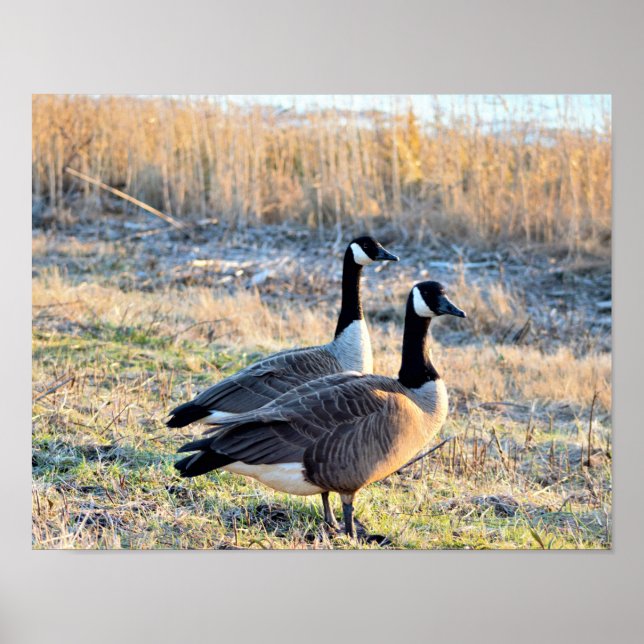 Póster Foto de gansos de Canadá (Frente)