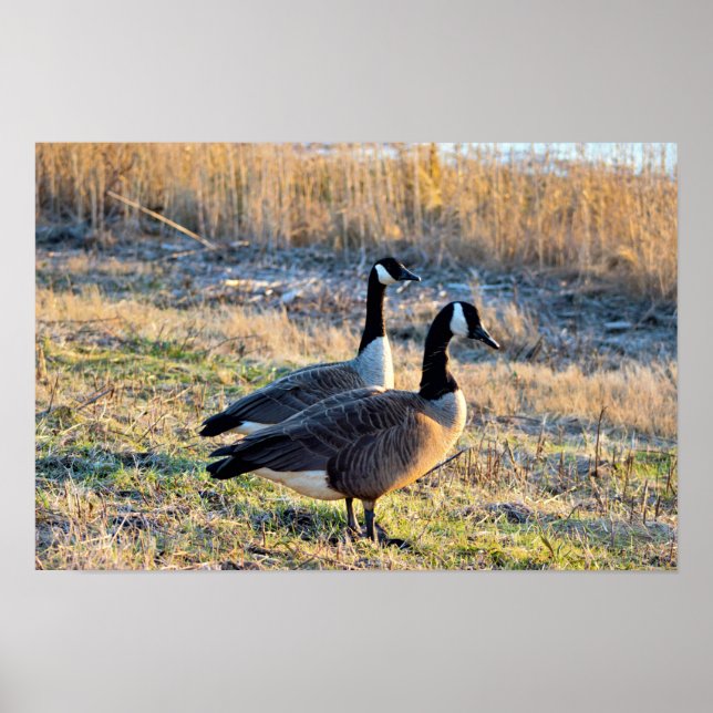 Póster Foto de gansos de Canadá (Frente)