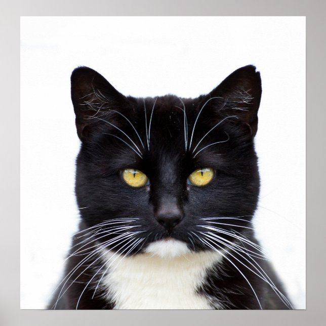 Póster Foto de gatos negros (Frente)