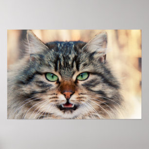 Póster Foto de gatos siberianos
