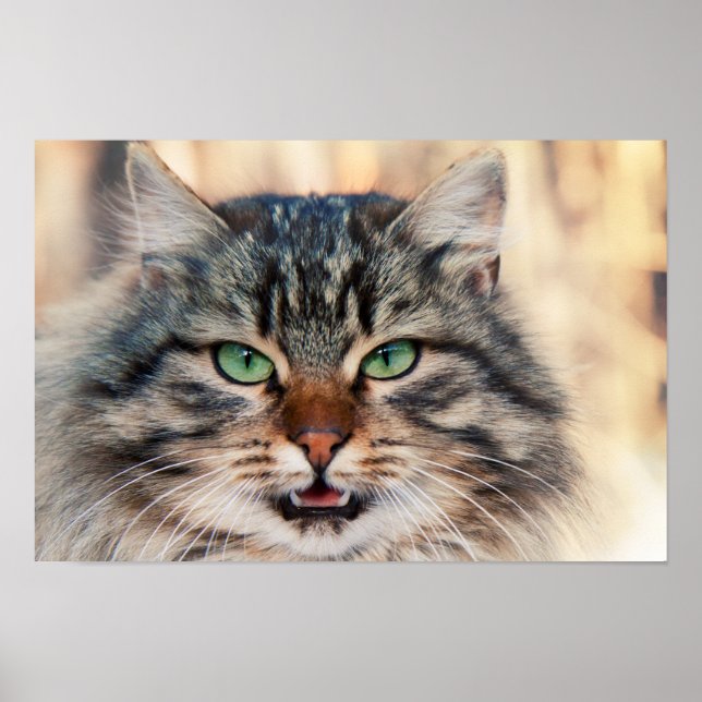 Póster Foto de gatos siberianos (Frente)