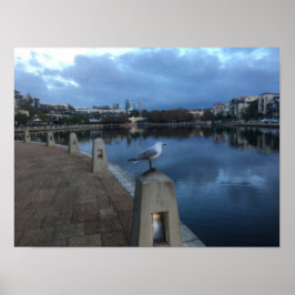 Póster Foto de gaviota