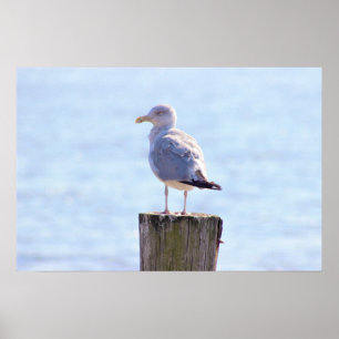 Póster Foto de Gaviota
