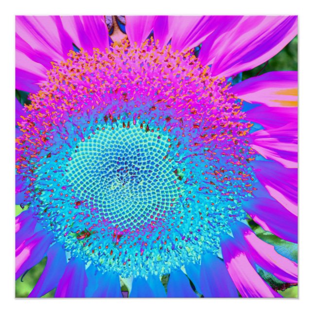 Póster Foto de girasol retro floral azul rosa funky (Anverso)
