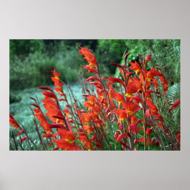 Póster Foto de Gladioli Flowers (Frente)