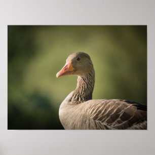 Póster Foto de Goose