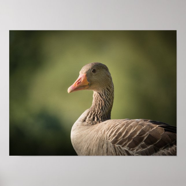 Póster Foto de Goose (Frente)
