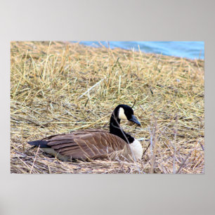 Póster Foto de Goose de Canadá