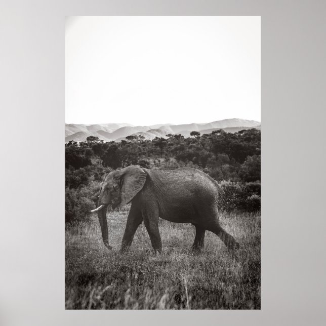 PÓSTER FOTO DE GRAYSCALE DE ELEFANTE GRIS CERCA DE ÁRBOLE (Frente)