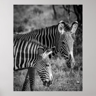 PÓSTER FOTO DE GRAYSCALE DE ZEBRAS