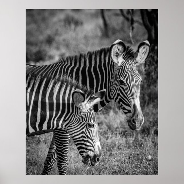 PÓSTER FOTO DE GRAYSCALE DE ZEBRAS (Frente)