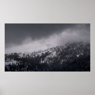 PÓSTER FOTO DE GRAYSCALE DEL ÁRBOL