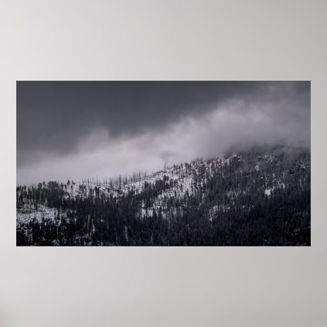 PÓSTER FOTO DE GRAYSCALE DEL ÁRBOL (Frente)