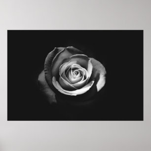 PÓSTER FOTO DE GRAYSCALE DEL ROSA