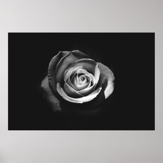 PÓSTER FOTO DE GRAYSCALE DEL ROSA (Frente)