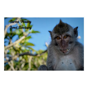 Póster Foto de Guay Monkey