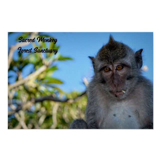 Póster Foto de Guay Monkey (Anverso)