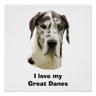 Póster Foto de Harlequin Great Dane
