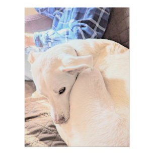 Póster Foto de hermoso perro blanco con papá el Día del P