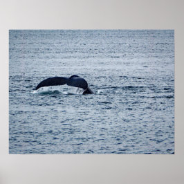 Póster Foto de Humpback Whale Tail Alaska