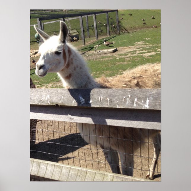 Póster Foto de imagen personalizado de llama alpaca (Frente)