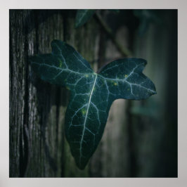 Póster Foto de Ivy Leaf Nature